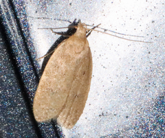 Inga obscuromaculella