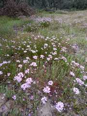 Iberis ciliata contracta