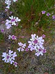 Iberis ciliata contracta