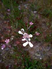 Iberis ciliata contracta
