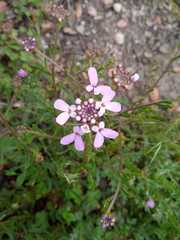 Iberis ciliata contracta