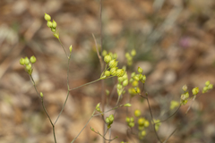 Bupleurum gracile