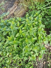Lamium album