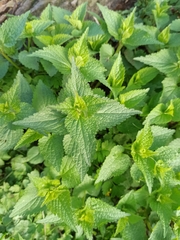 Lamium album