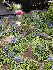 Hyacinthoides × massartiana