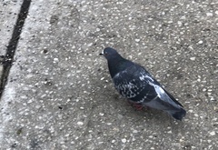 Columba livia
