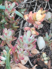 Crassula brevifolia