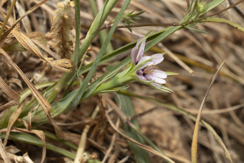 Image of Geropogon hybridus by (c) Eleftherios Katsillis, some rights reserved (CC BY)