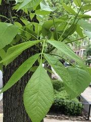 Fraxinus pennsylvanica