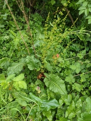 Rumex