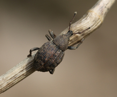 Tropiphorus elevatus