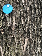 Fraxinus pennsylvanica