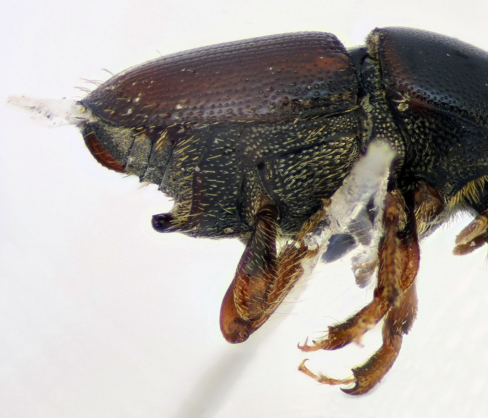 Scolytus multistriatus (T.Marsham, 1802)