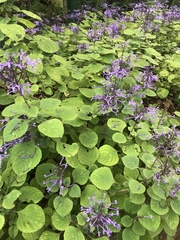 Plectranthus ambiguus
