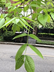 Fraxinus pennsylvanica