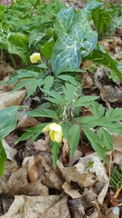 Anemonoides × lipsiensis