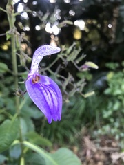Brillantaisia