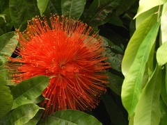 Brownea ariza