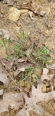 Symphyotrichum depauperatum