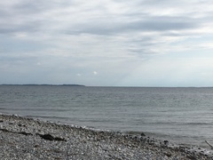 Phocoena phocoena