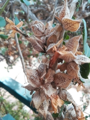 Petalidium coccineum