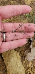 Symphyotrichum depauperatum