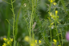 Evergestis frumentalis