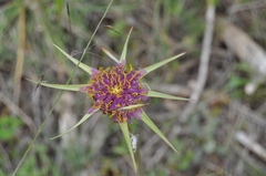 Tragopogon porrifolius porrifolius