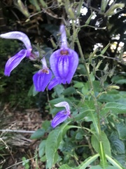 Brillantaisia