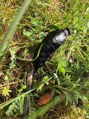 Physomeloe corallifer