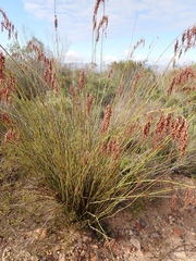 Rhodocoma arida