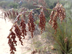Rhodocoma arida