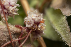Cuscuta palaestina