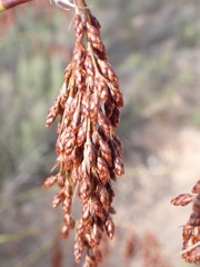 Rhodocoma arida