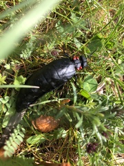 Physomeloe corallifer