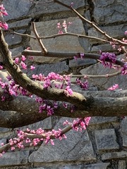 Cercis canadensis