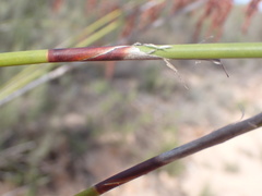 Rhodocoma arida