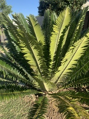 Encephalartos transvenosus