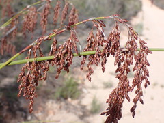 Rhodocoma arida