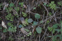 Cheilanthes capensis