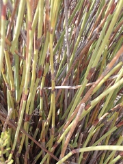 Rhodocoma arida