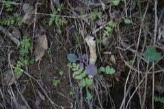 Cheilanthes capensis