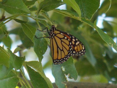 Monarch photographed in Utah