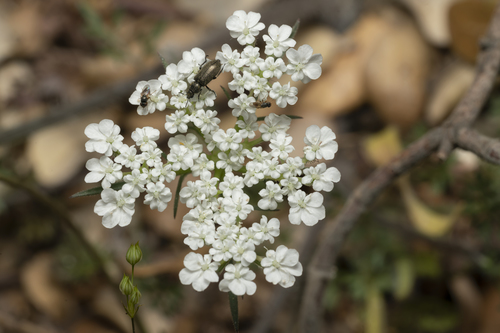 Eastern Carrot (Daucus guttatus)