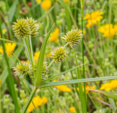 Cyperus retrorsus