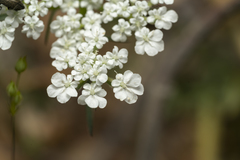Daucus guttatus