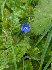 Veronica chamaedrys