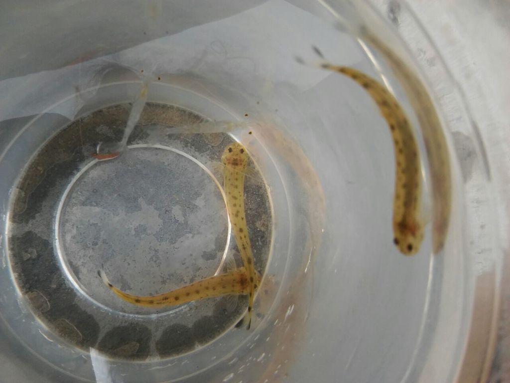 Homodiaetus anisitsi