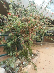 Petalidium coccineum