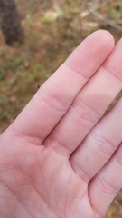 Dolichoderus plagiatus